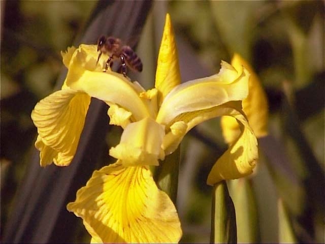 Gelbe iris