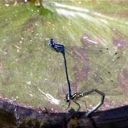 Libellen an Seerosenblatt